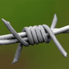 FIL BARBELE - RONCE ARTIFICIELLE - 4 PICS TYPE MOTTO - GALVA - RLX 100 ml